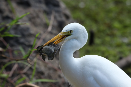 Plumed Egret (Ardea plumifera), photo 8