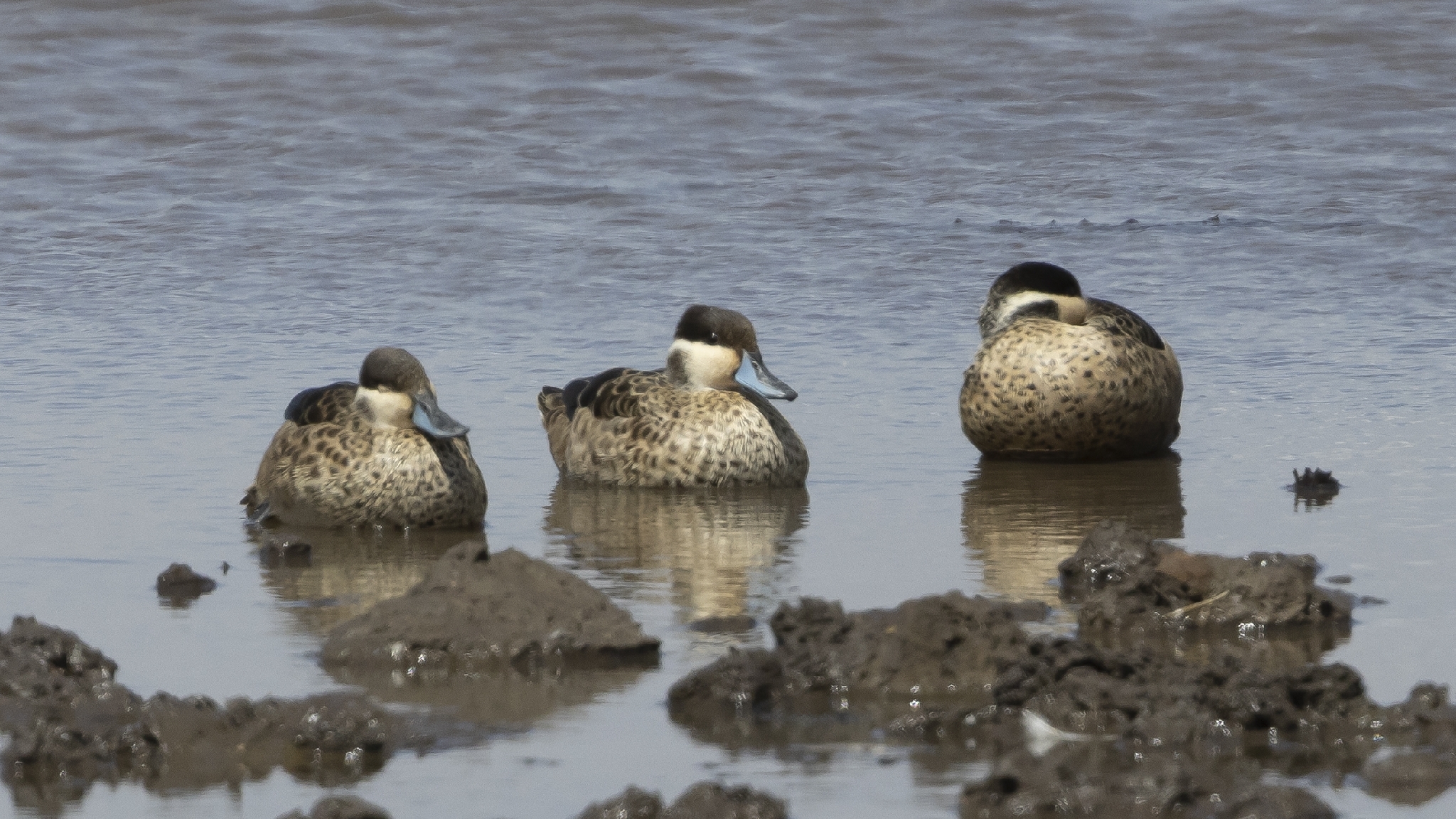 Blue-billed Teal (Spatula hottentota), photo 4