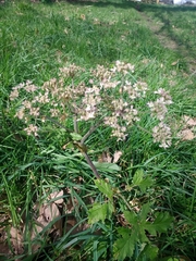 Heracleum sphondylium