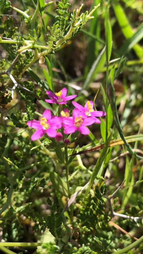 Common centaury