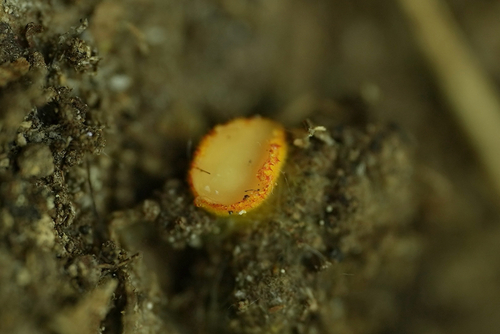 Arachnopeziza aurelia, 2026-05-16