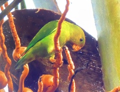 Loriculus beryllinus