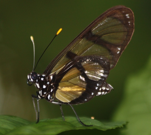 Methona curvifascia