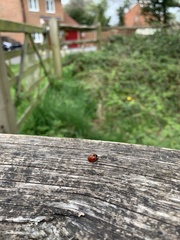 Coccinella septempunctata