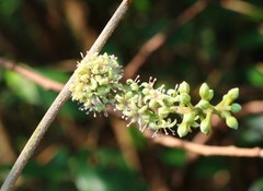 Embelia tsjeriam-cottam