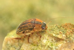 Tropisternus collaris