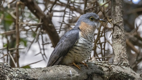 Red-chested Cuckoo (Cuculus solitarius), photo 4