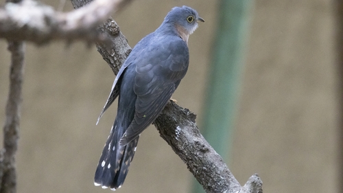 Red-chested Cuckoo (Cuculus solitarius), photo 5