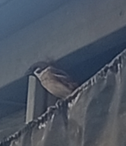 Eurasian Tree Sparrow