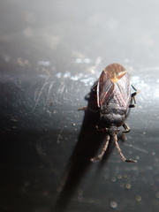 Stygnocoris fuligineus