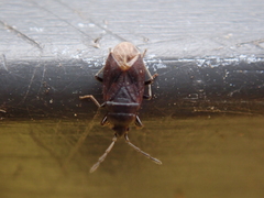 Stygnocoris fuligineus