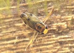 Corisella