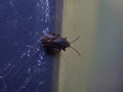 Stygnocoris fuligineus