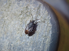 Stygnocoris fuligineus