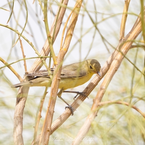 Icterine Warbler