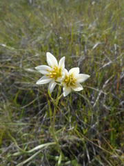 Fritillaria liliacea