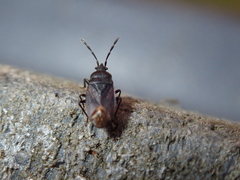 Stygnocoris fuligineus