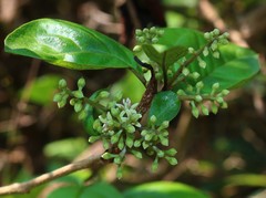 Embelia tsjeriam-cottam