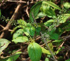 Embelia tsjeriam-cottam