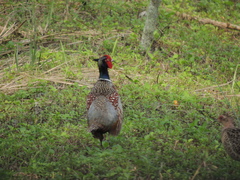 Phasianus colchicus formosanus