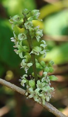 Embelia tsjeriam-cottam