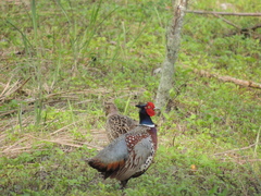 Phasianus colchicus formosanus