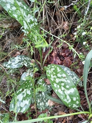 Pulmonaria longifolia