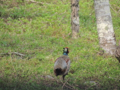Phasianus colchicus formosanus