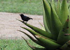 Laniarius funebris