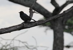 Laniarius funebris