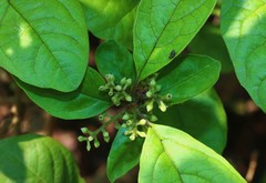 Embelia tsjeriam-cottam