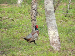 Phasianus colchicus formosanus