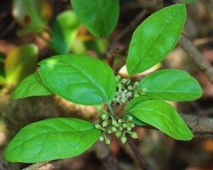 Embelia tsjeriam-cottam