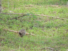 Phasianus colchicus formosanus