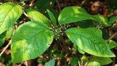 Embelia tsjeriam-cottam