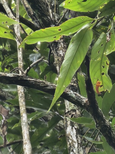 Lithocarpus shinsuiensis observed 2026-05-16