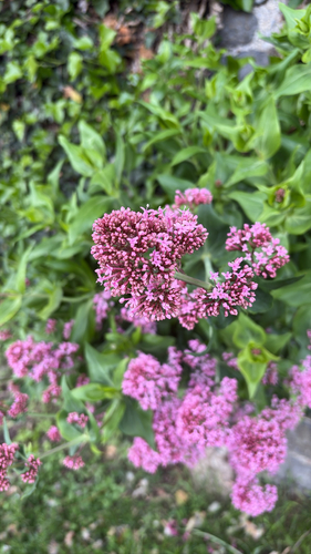 Red Valerian