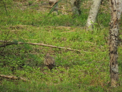 Phasianus colchicus formosanus