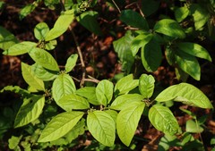 Embelia tsjeriam-cottam
