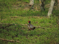 Phasianus colchicus formosanus