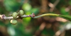 Embelia tsjeriam-cottam