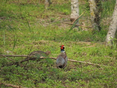 Phasianus colchicus formosanus