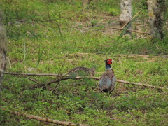 Phasianus colchicus formosanus