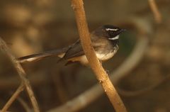 Rhipidura albogularis