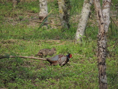 Phasianus colchicus formosanus