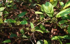 Embelia tsjeriam-cottam