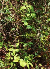 Embelia tsjeriam-cottam