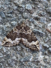 Lampropteryx suffumata