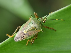 Elasmostethus nubilus