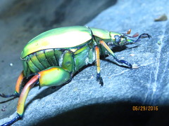 Chrysina macropus